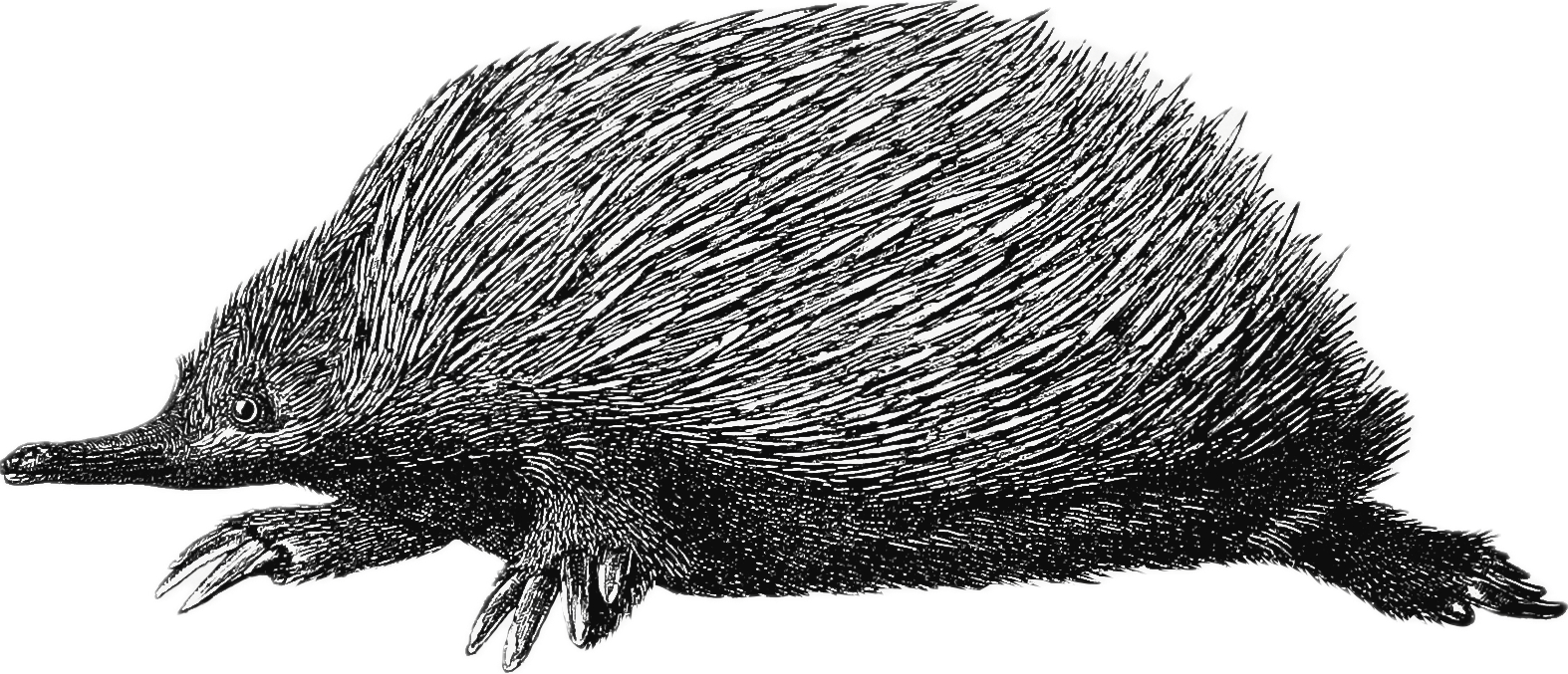 A drawing of an ant eater